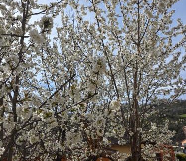 Cascia Apartment | B&B Il Tralcio
