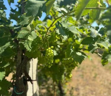 Lido di Pomposa Bed & Breakfast | B&B La Vigna dei Fratelli