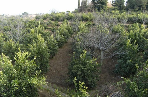 Macchia Bed & Breakfast | Baglio Delle Rose