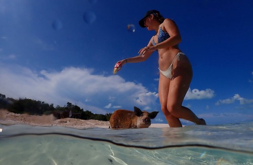 Morris Settlement Cottage | Bahamas Beachfront Escape: Luxury Palmirage Cottage, Pets OK!
