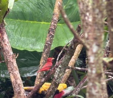 Dagua Apartment | balcon birds ecopolis