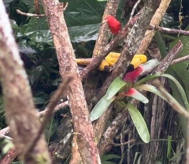 Dagua Apartment | balcon birds ecopolis
