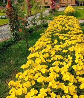 Corbeni House | Baltina Parc Transfagarasan