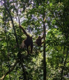 Bohorok Hotel | Batu Katak Jungle River & Trekking