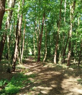 Selmsdorf Other | Baumzelt mitten im Wald bis 180kg