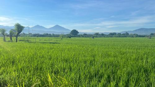 Lokapaksa Villa | Beachfront Rice Field View Lovina Villa Serenity Bali