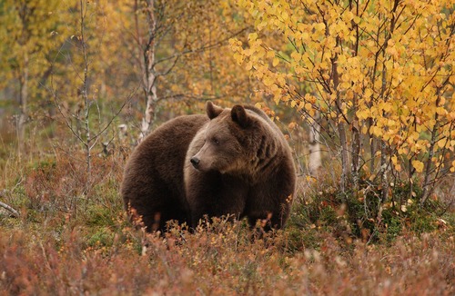 Kuhmo Apartment | Bear Centre