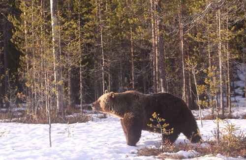 Kuhmo Apartment | Bear Centre