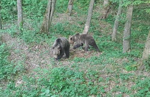 Lupeni Ski Chalet | Bear Watching Tiny House