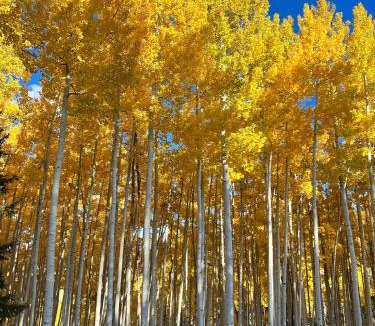 Avon House | Beaver Creek 2 Bed 2 Bath Condo 1 MIN Walk to Elk Lot