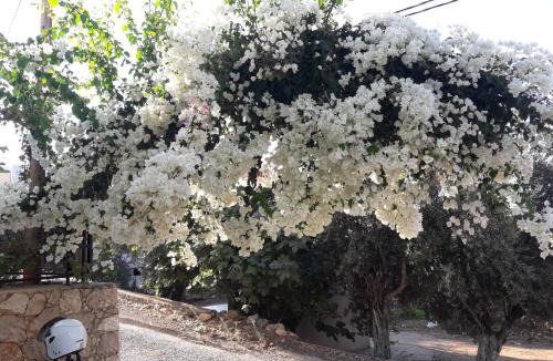 Kalkan House | Begonvil Apart - 1