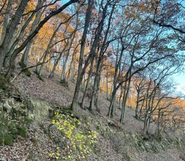 Anschau Apartment | BelEtage Eifel