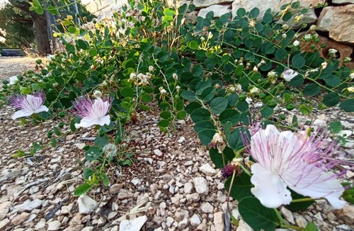 Fasano House | Bella Puglia