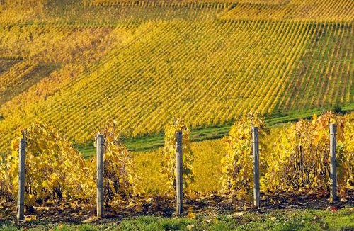 Vertus Hotel | Best Western Le Relais du Vigneron