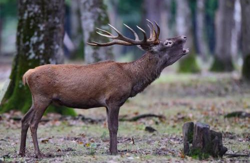 Sonchamp Other | BIVOUAC BRAME Espace Rambouillet parc forestier et animalier
