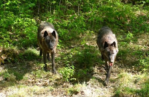 Sonchamp Other | BIVOUAC LOUPS Espace Rambouillet parc forestier et animalier