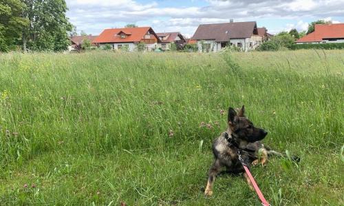 Altensteig Apartment | Black Forest - Boutique Ferienwohnung - direkte Waldrandlage