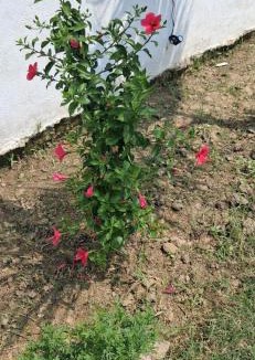 Faizabad Resort | Blessings