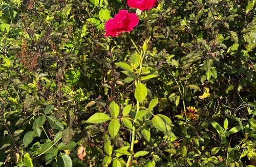 Datia Bed & Breakfast | Bliss