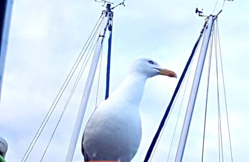 Herkingen Boat Rental | Boots-Camping Grevelingen