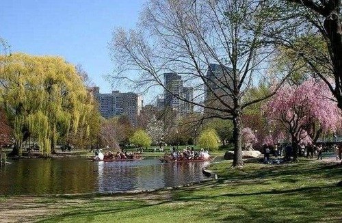 North Brookline Apartment | Bright Private Room BU MIT Longwood Harvard Med -3 Bed Apt- Grads Profes Doctors