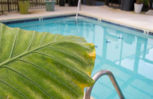 South Rehoboth Hotel | Brighton Suites Hotel