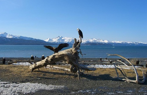 Kachemak Bed & Breakfast | Brigitte's Bavarian Bed und Breakfast