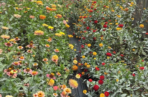Meridian-Kessler House | Broad Ripple Urban Flower Farm Bungalow - Cozy 2BR Near Downtown Indianapolis