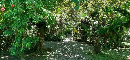 Cahuita Hostel | Cabinas Algebra