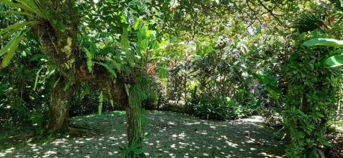 Cahuita Hostel | Cabinas Algebra