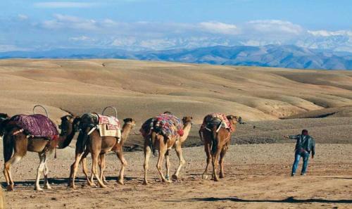 Ait Azzi Apartment | camel riding