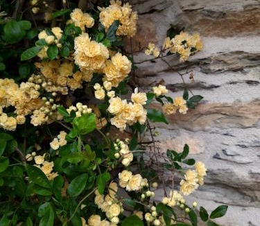 Marta House | CamElia