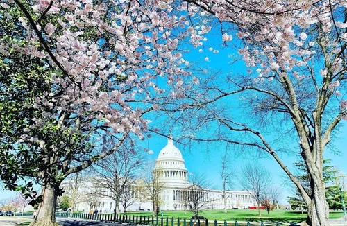 Kingman Park Apartment | Capitol Hill, excellent location, Lower Level Apartment