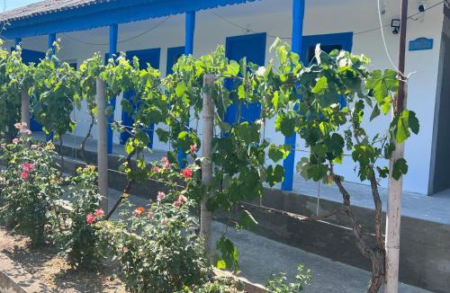 Mahmudia House | Casa Albastra