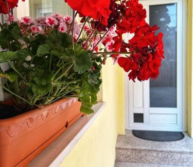 Sacele House | Casa David