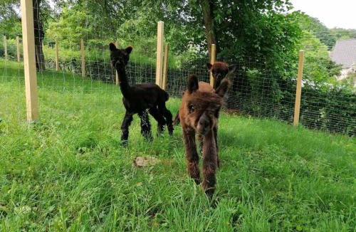 Schmelz Apartment | Casa de Alpaca