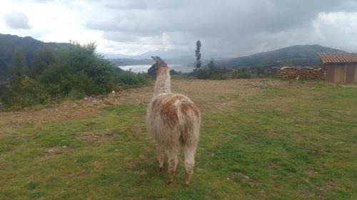 Chinchero Other | Casa de Gumercindo