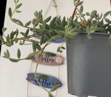 Nova Siri Apartment | Casa del sole