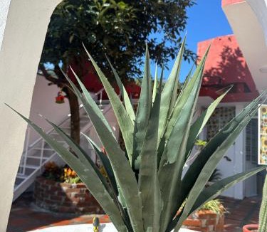 Orizaba Apartment | Casa Girasoles