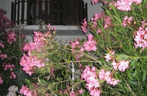 Almeida House | Casa Morgado