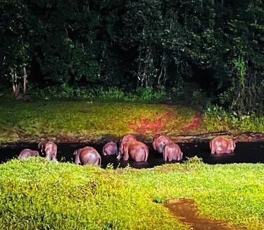 Devikolam Resort | Casa Nube Resort Munnar