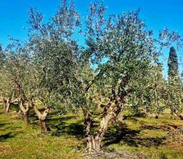 Sternatia House | Casedda Andrea