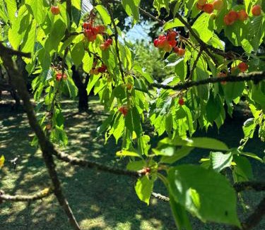 Arcugnano Bed & Breakfast | Casetta La Pera