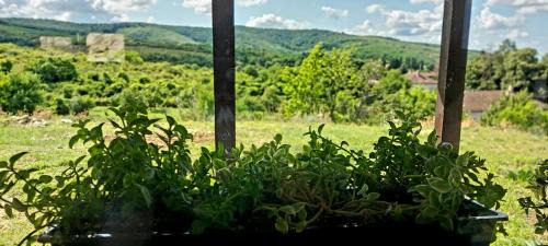 Ghioroc House | Casuta de vacanta Miniș