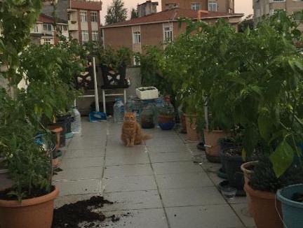 Rumeli Hisari Bed & Breakfast | Cat house