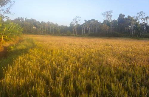 Thariyode Villa | Celestial Homestay