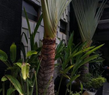 Downtown Kuta Apartment | Cempaka Apartment Surfaris Inn