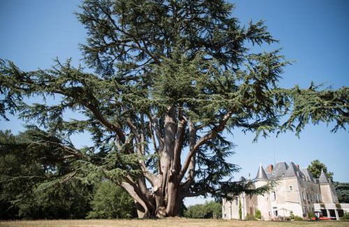 Dange-Saint-Romain Bed & Breakfast | Château de Piolant