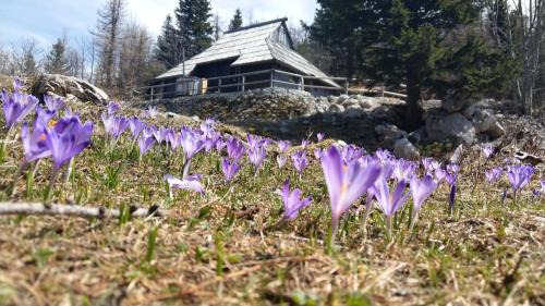 Kamnik Ski Chalet | Chalet Pehta Velika Planina