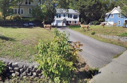Saranac Lake Apartment | Charming 2Bdrm Retreat in Picturesque Saranac Lake